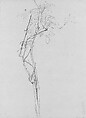 Rose Branch, Study for 